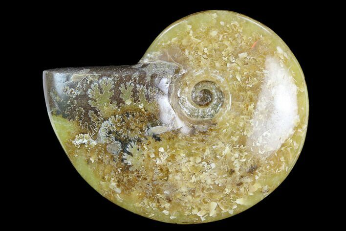 Polished, Agatized Ammonite (Cleoniceras) - Madagascar #119042